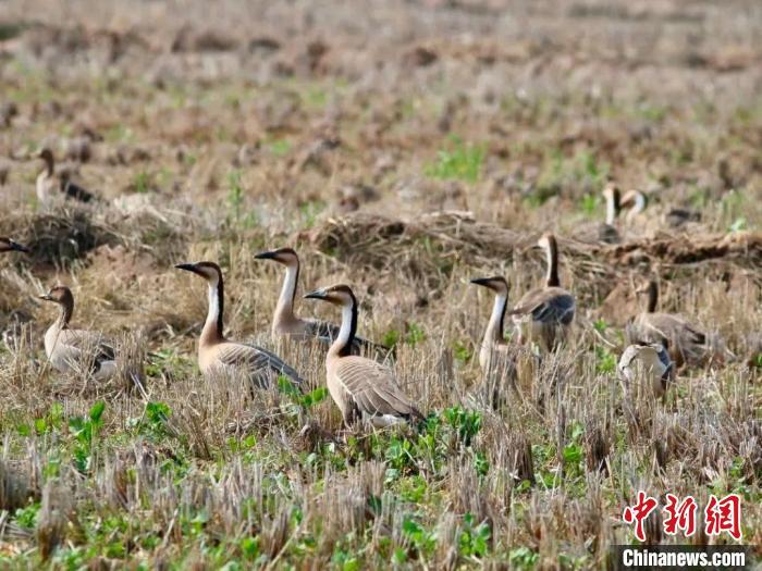 图为江西鄱阳湖南矶湿地国家级自然保护区内的鸿雁等雁群。江西鄱阳湖南矶湿地国家级自然保护区管理局供图