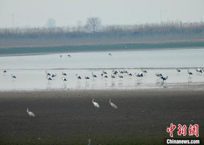 图为在江西鄱阳湖南矶湿地国家级自然保护区内栖息的白鹤和东方白鹳。江西鄱阳湖南矶湿地国家级自然保护区管理局供图